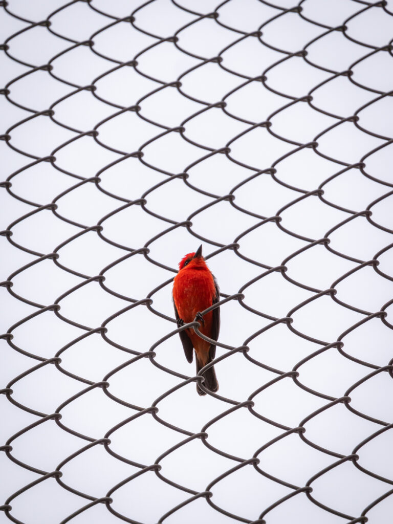 pigeon net