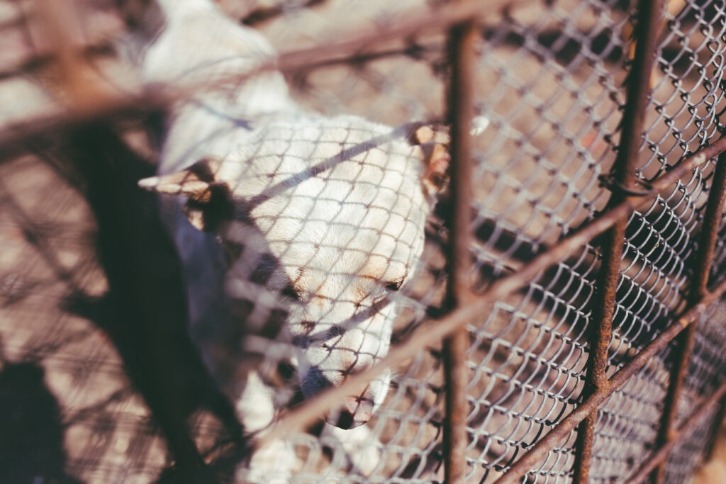 pigeon net for balcony near me