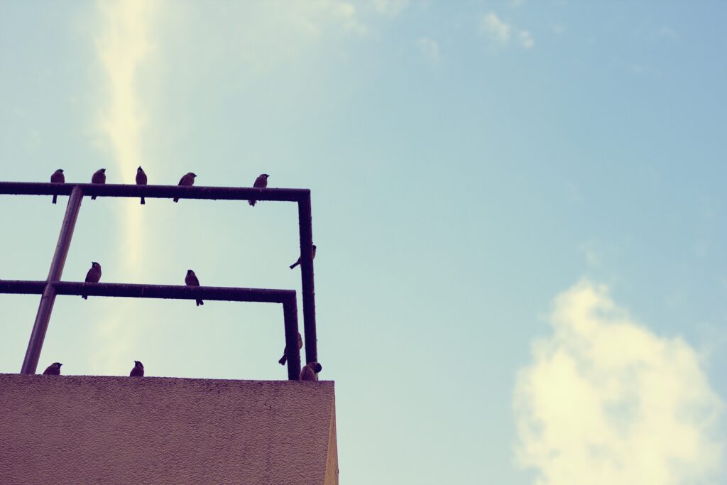pigeon net for balcony near me