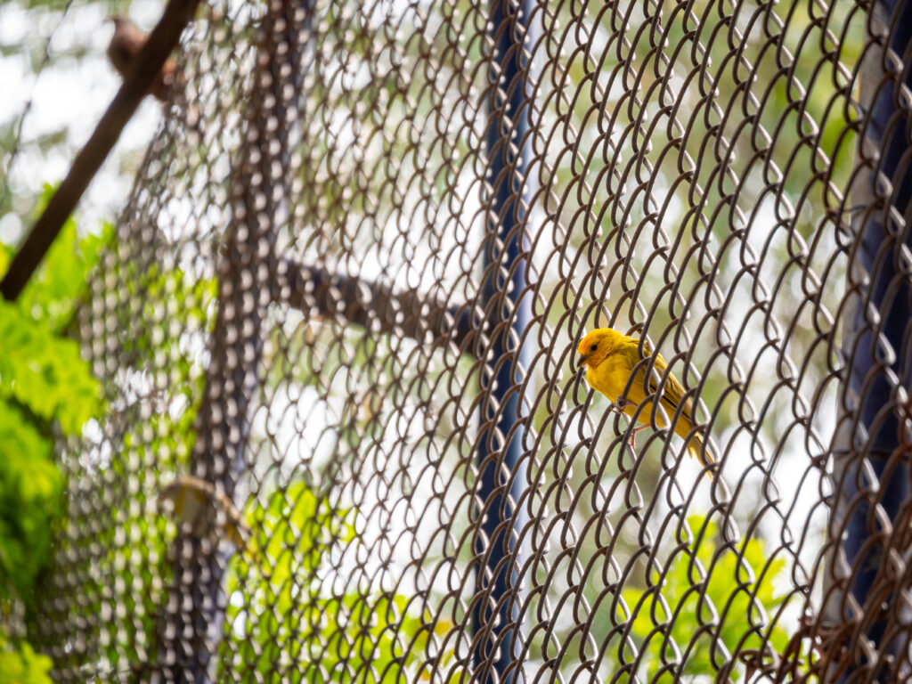 bird net installation